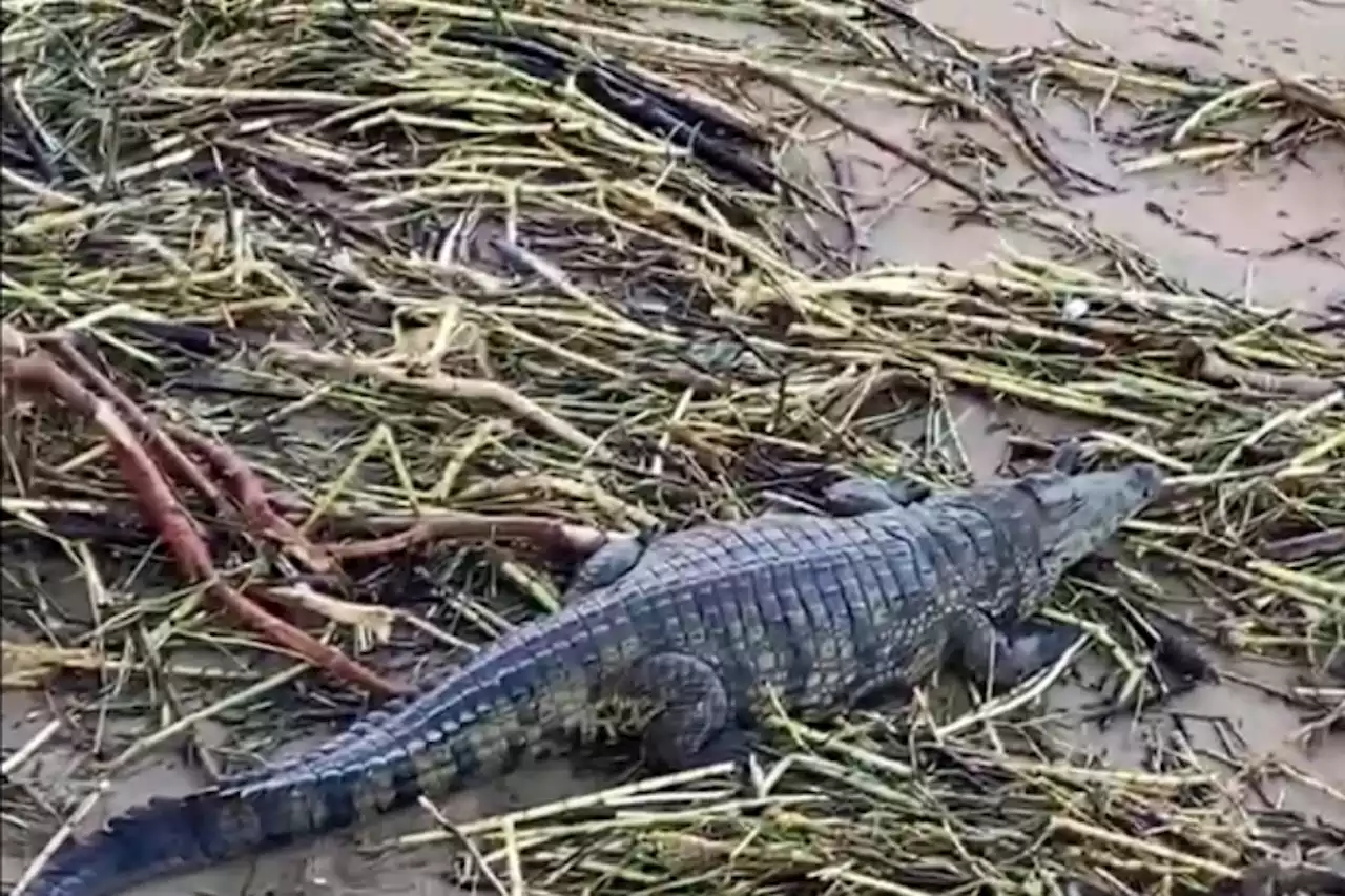 KZN floods: Hunt for escaped crocodiles underway