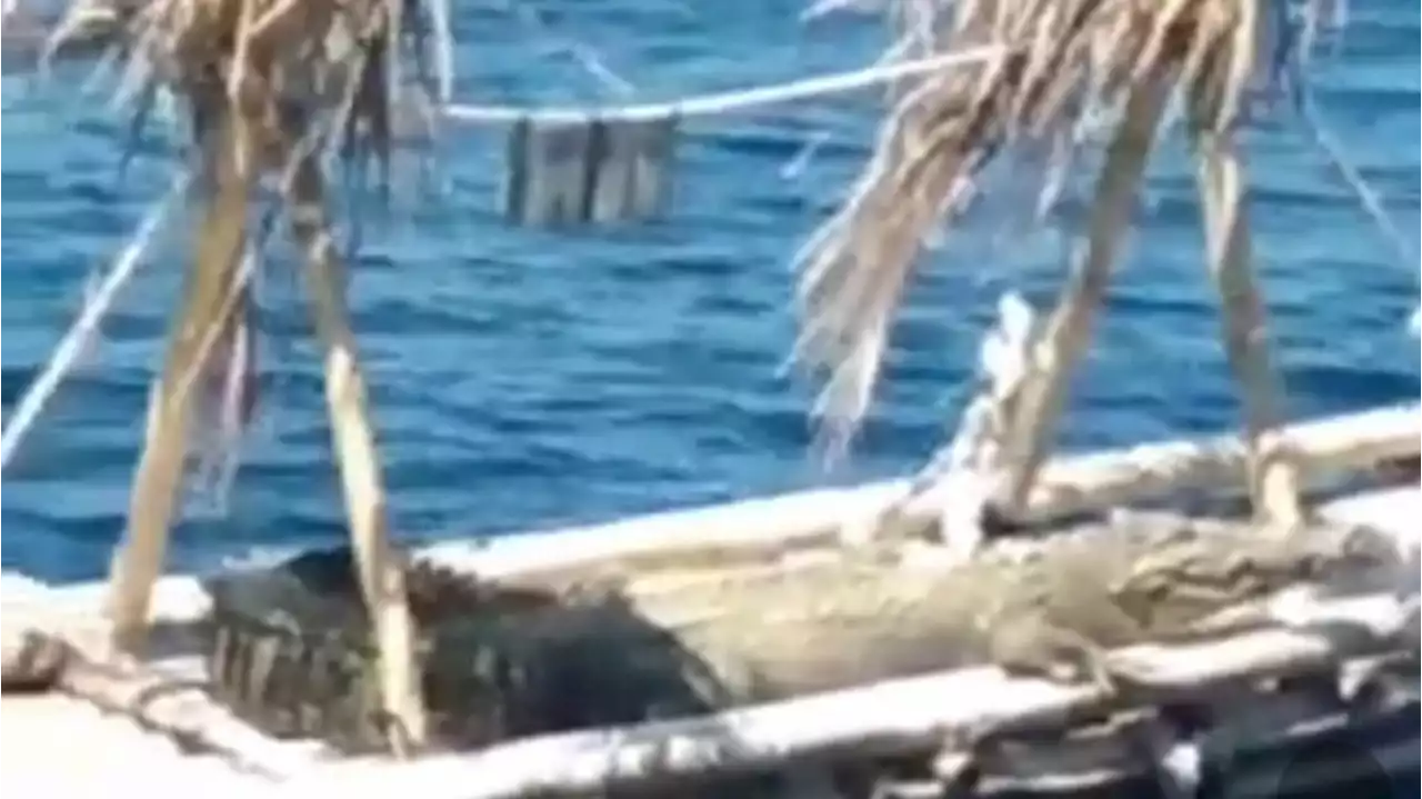 Hiii Seram, Ini Penampakan Buaya di Atas Rumpon Nelayan di Perairan Pulau Kayuadi