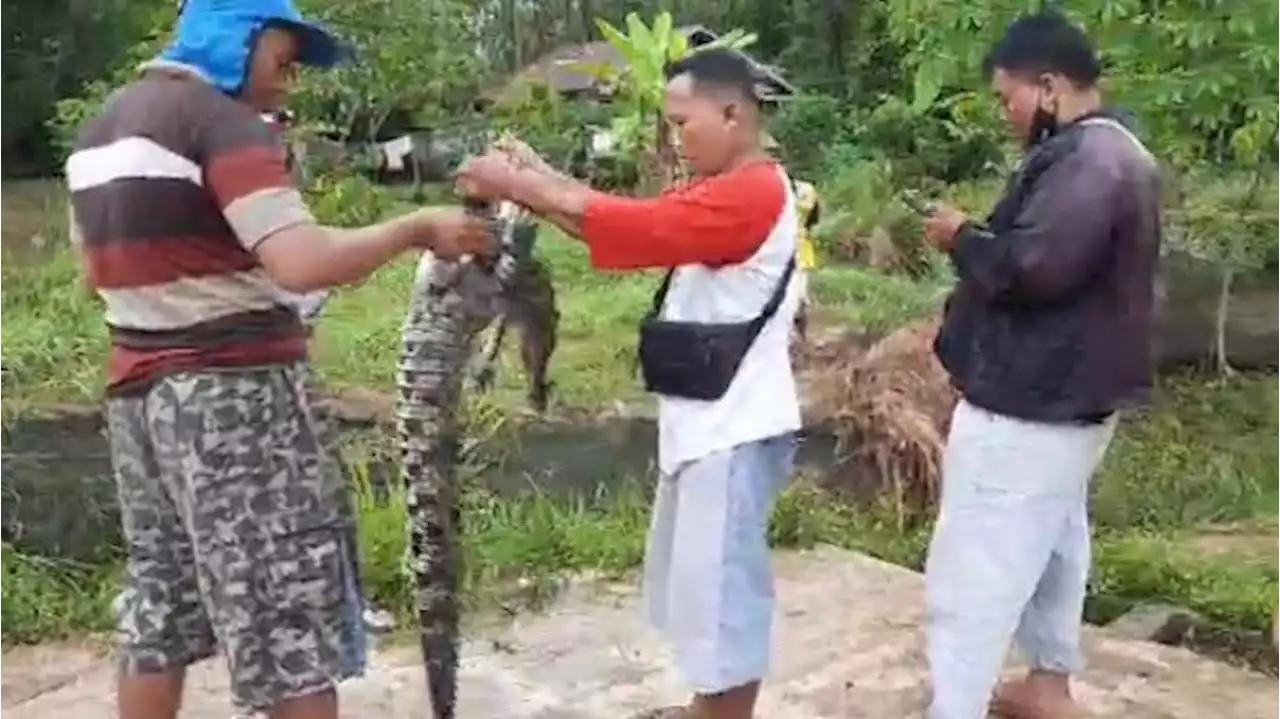 Penangkaran Buaya di Banyuasin Jebol, Warga Resah dan Ketakutan karena Ada 100 Ekor yang Lepas