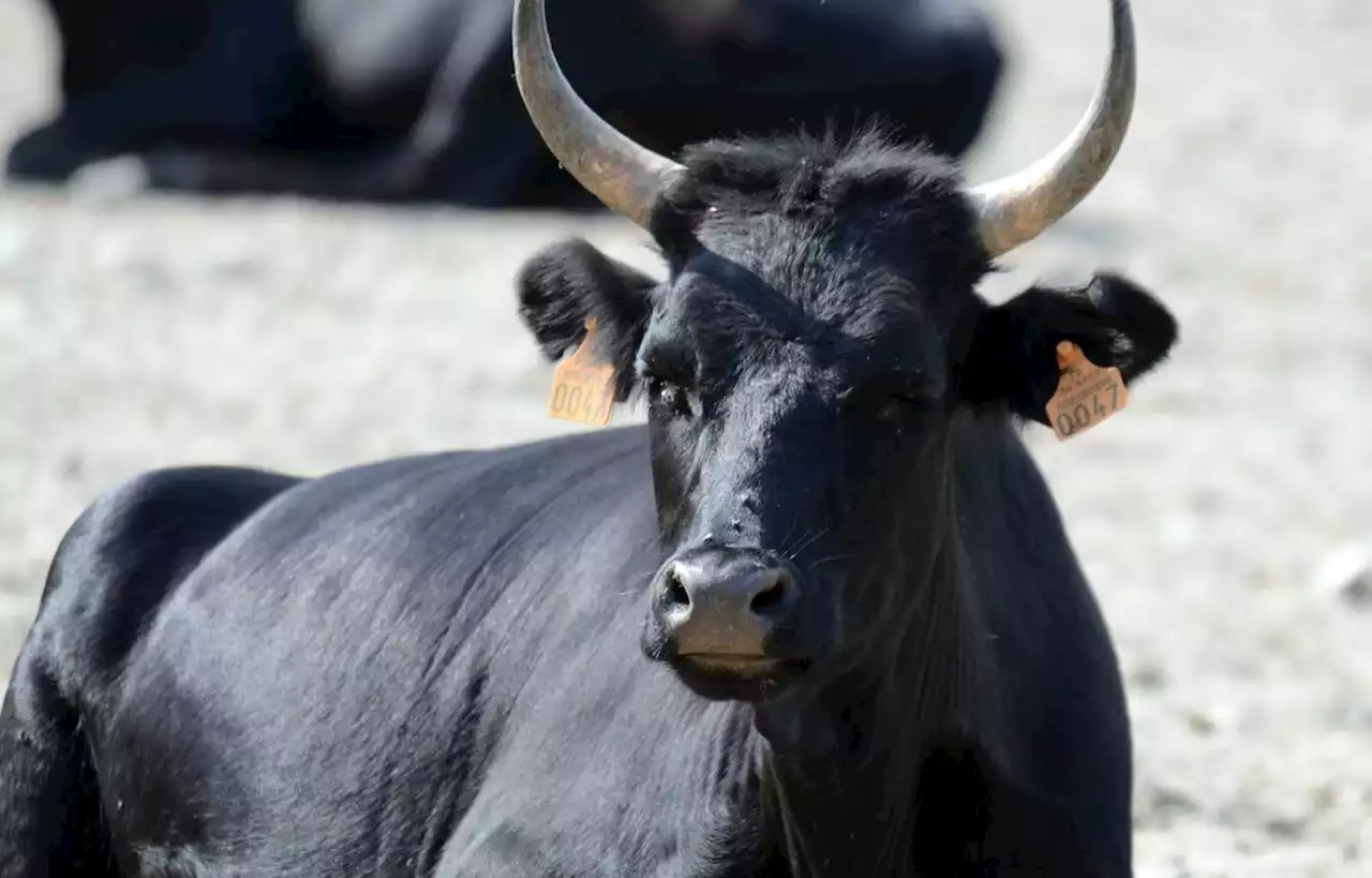 Un homme encorné par un taureau dans les Pyrénées-Atlantiques