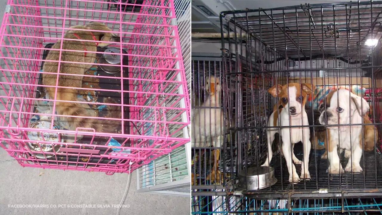 32 animals, including exotic critter native to South America, seized in Houston traffic stop