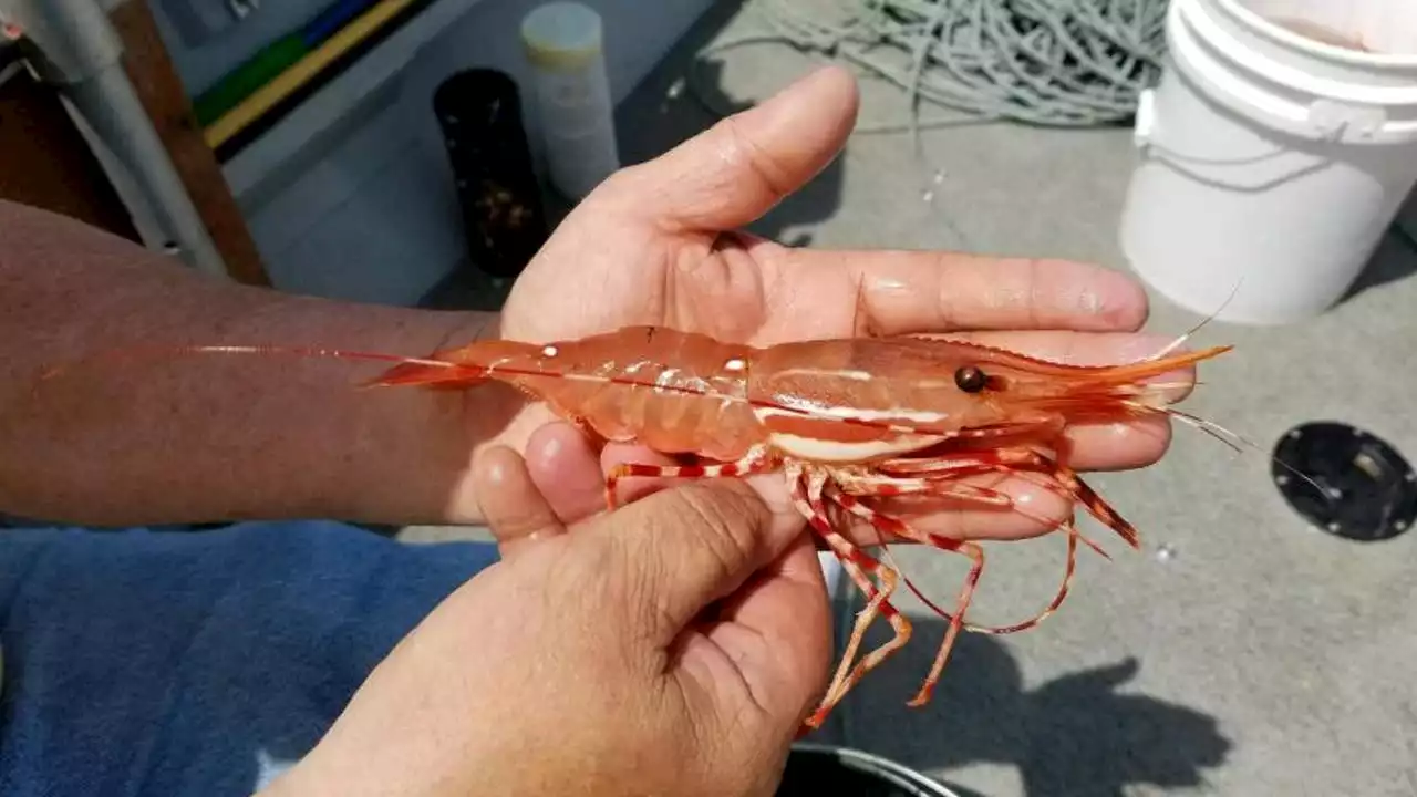 When does spot shrimp fishing season start in Washington?