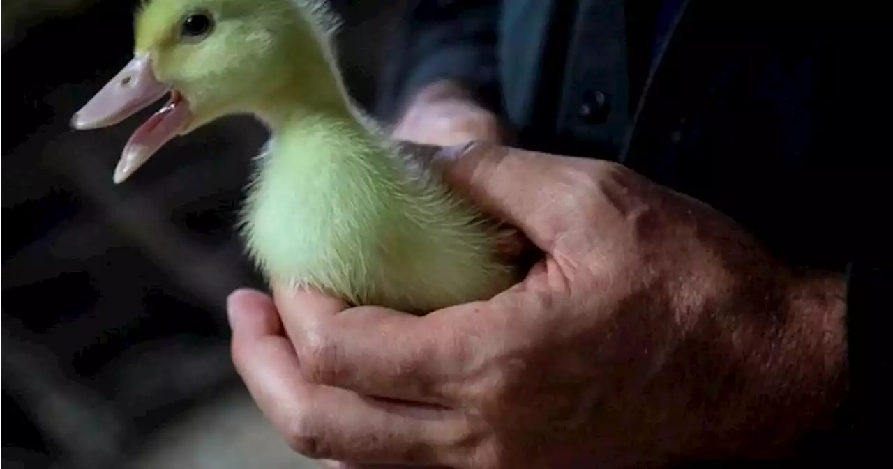 Quebec duck farm says it has detected a case of highly pathogenic avian flu - Montreal | Globalnews.ca