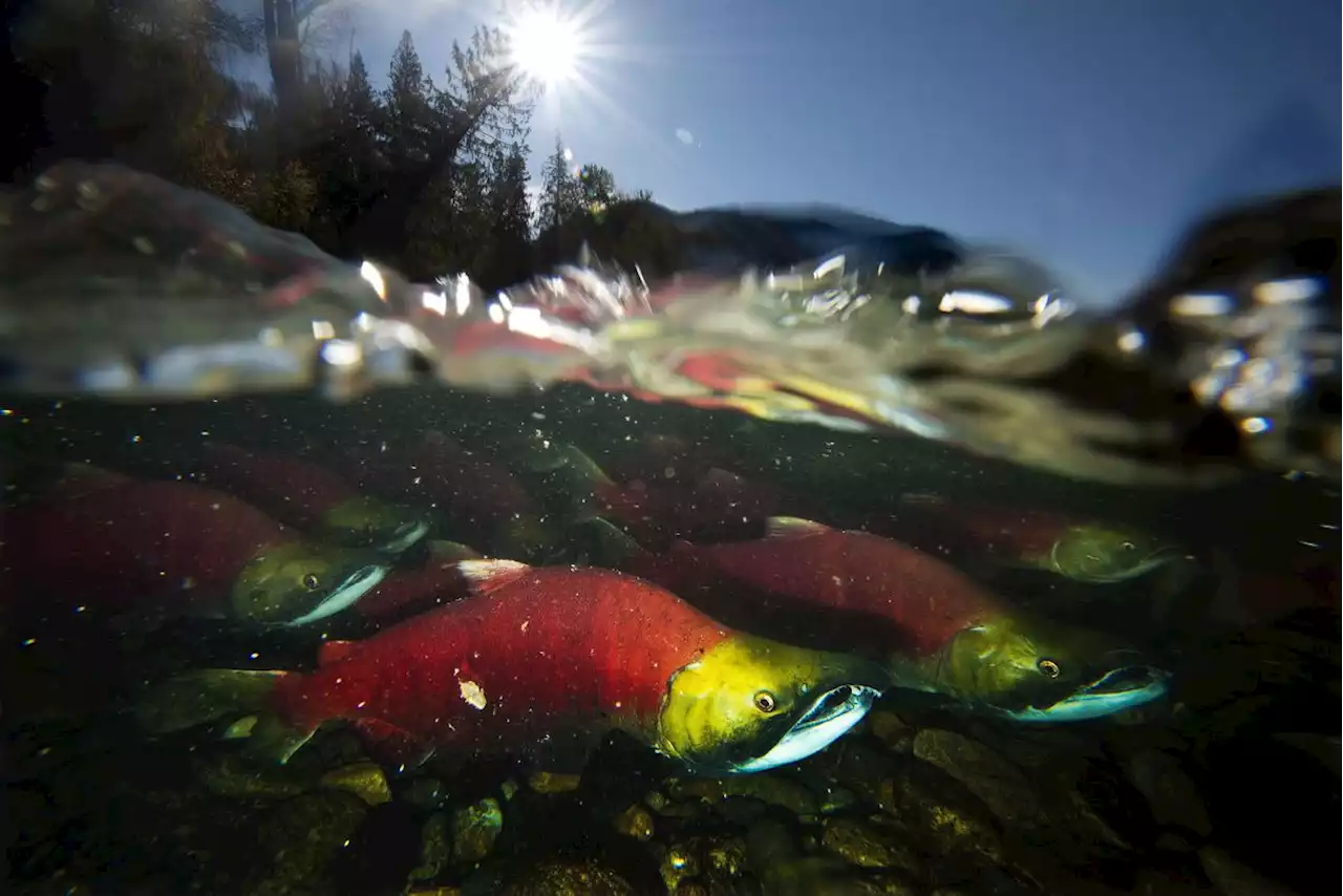 Federal salmon study that found viruses at fish farms released, 10 years later