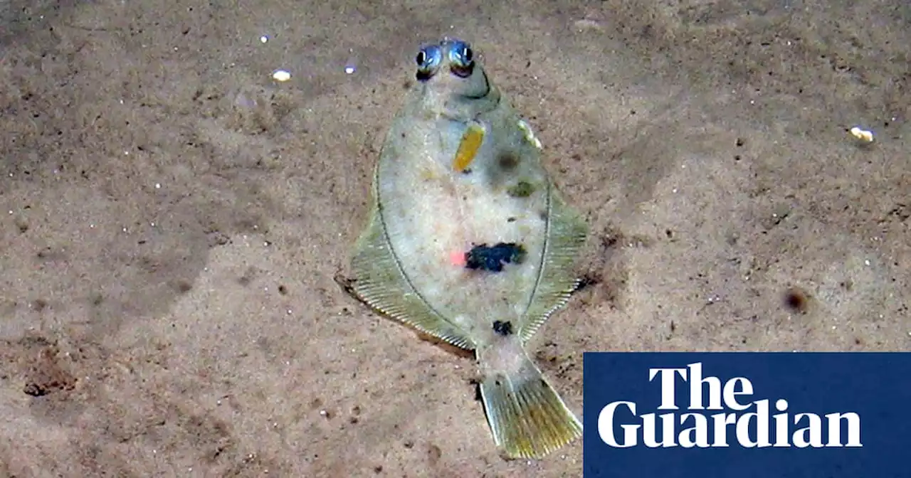 UK’s largest sandbank given protection from bottom trawling