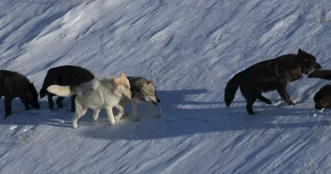 A record number of Yellowstone wolves have been killed. Conservationists are worried