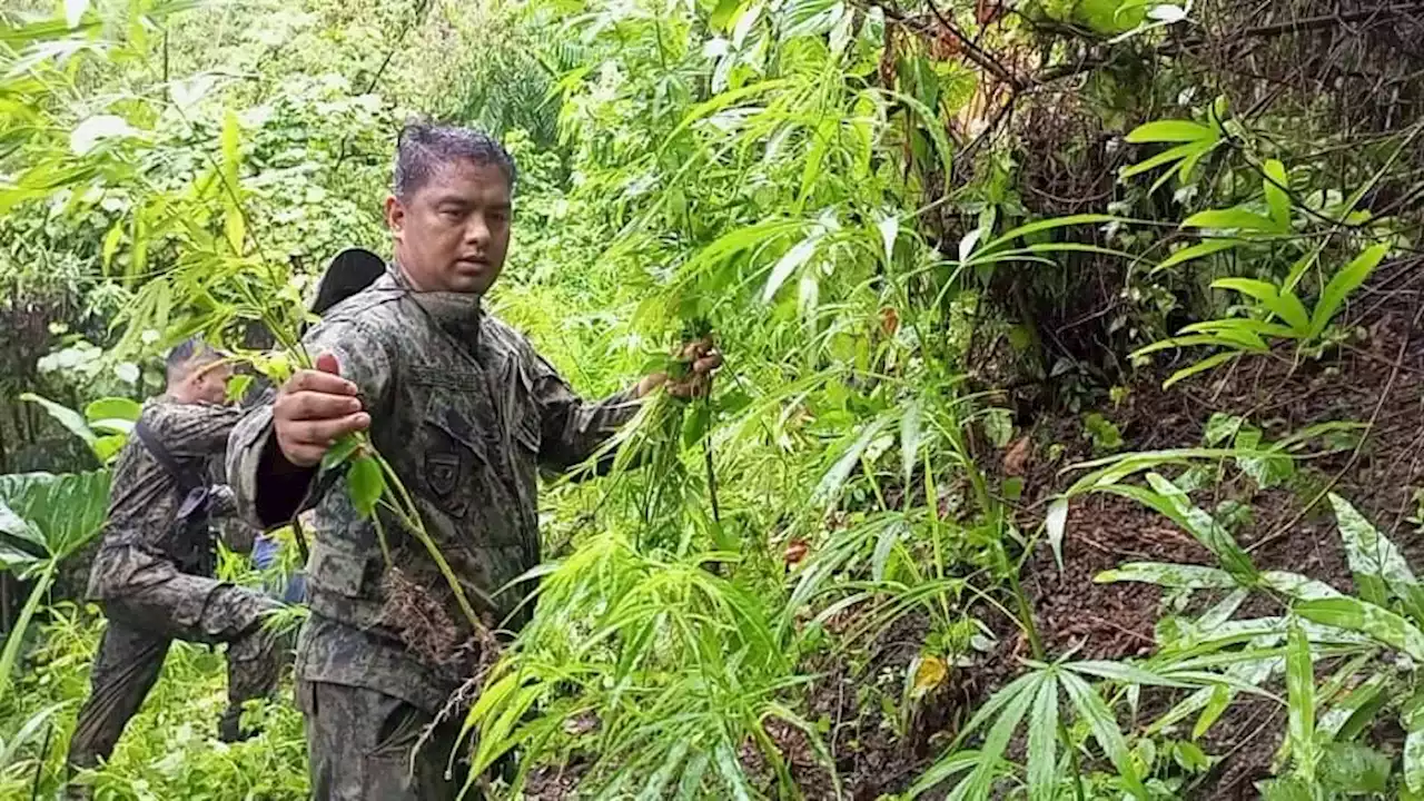 Marijuana plants worth more than P6 million uprooted, burned in Cebu City