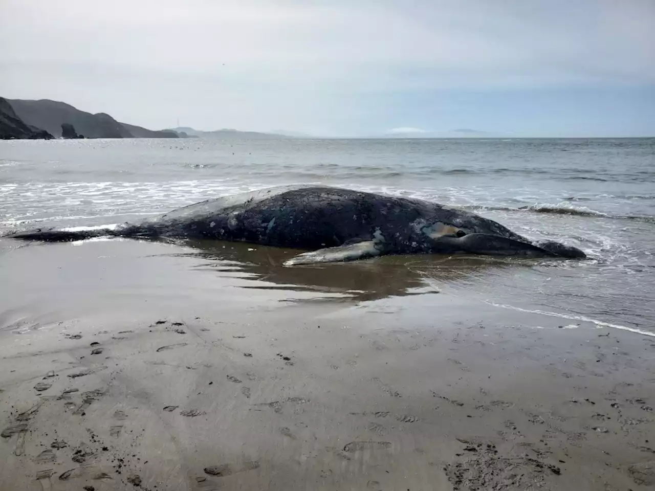 Gray whale washed up near Muir Beach to stay put