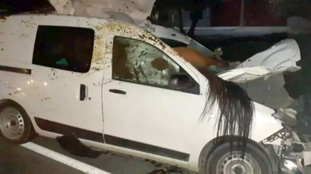 Chubut: una mujer atropelló a un caballo, que quedó incrustado en su camioneta y murió