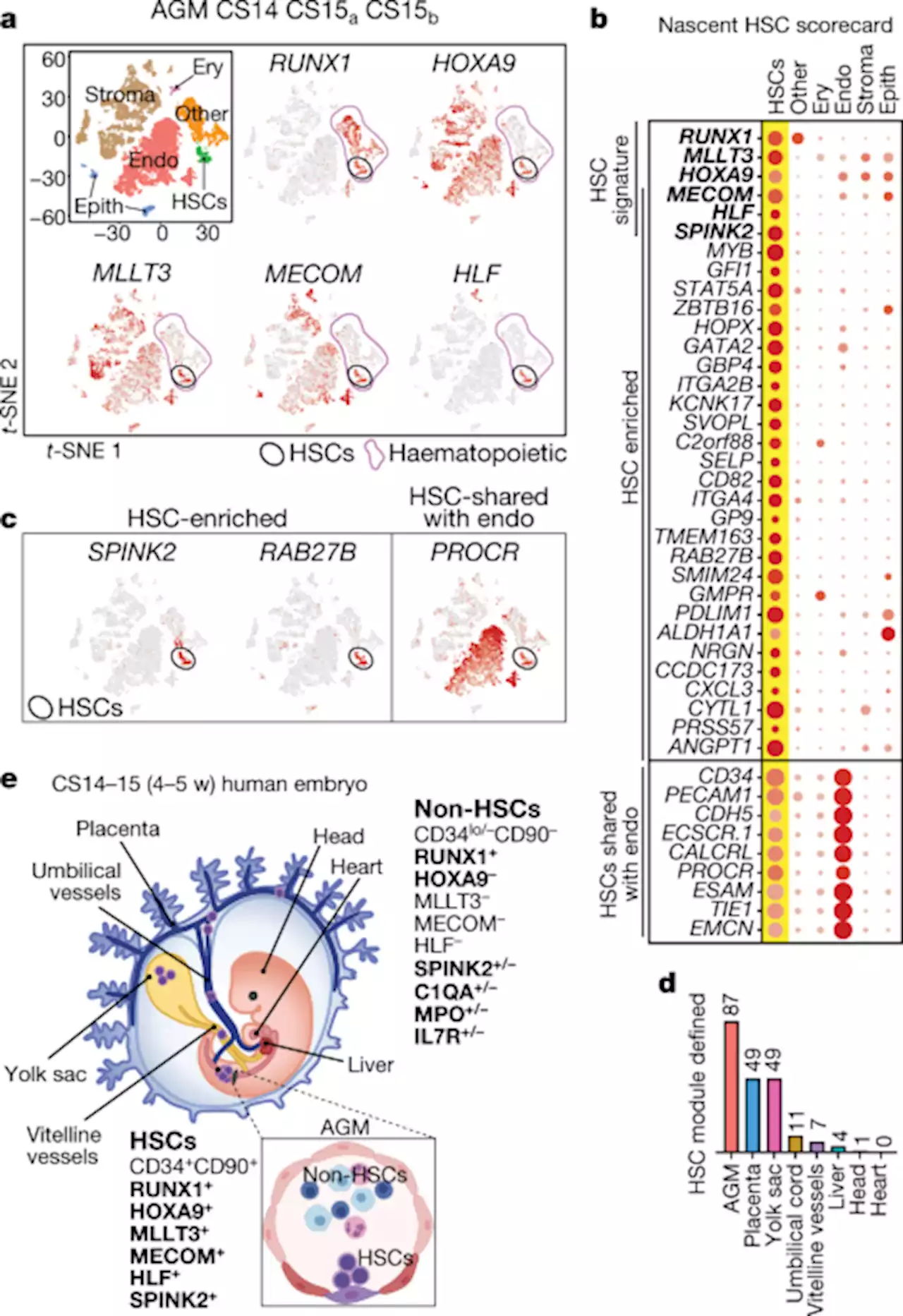 Mapping human haematopoietic stem cells from haemogenic endothelium to birth - Nature