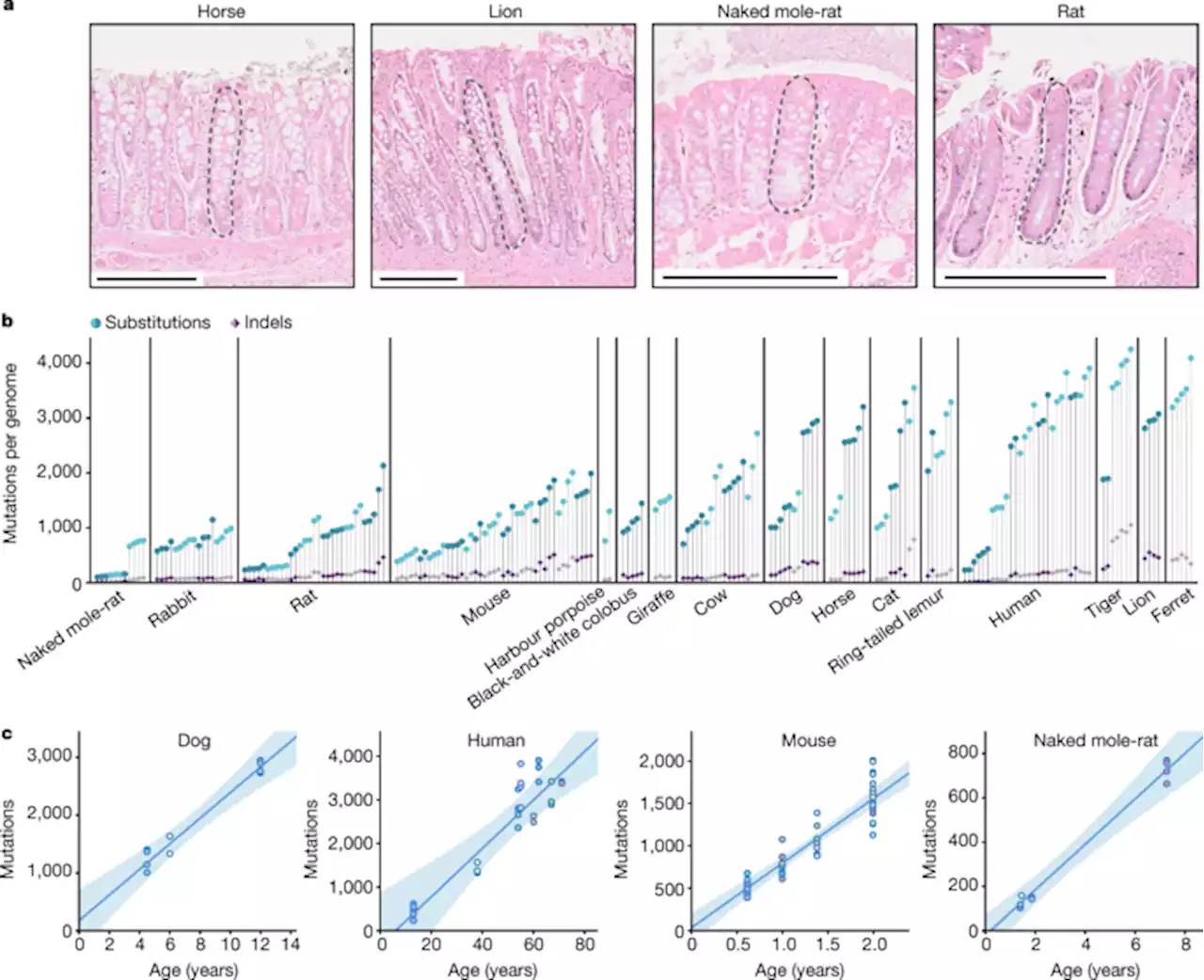 Somatic mutation rates scale with lifespan across mammals - Nature