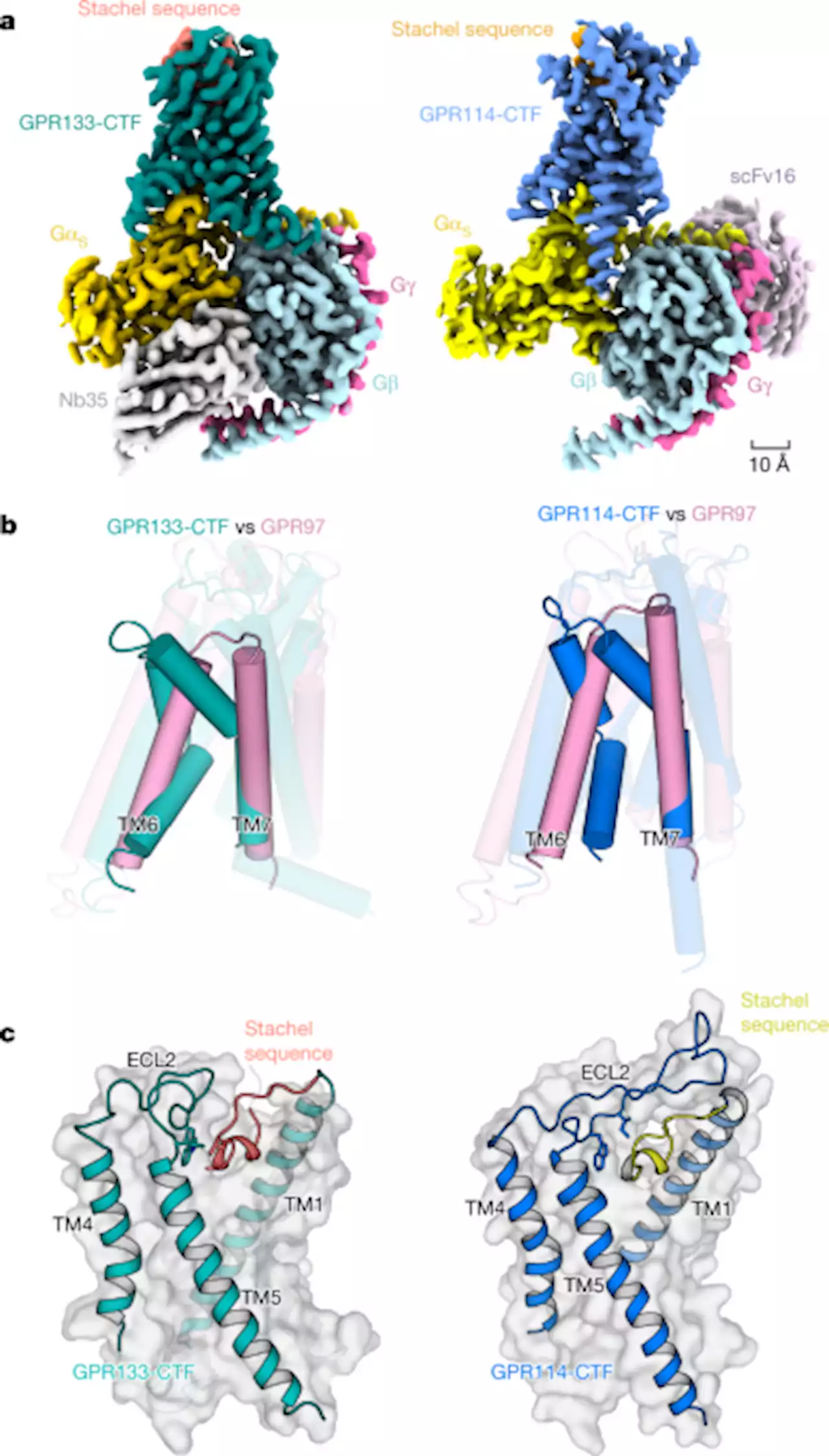 Structural basis for the tethered peptide activation of adhesion GPCRs - Nature