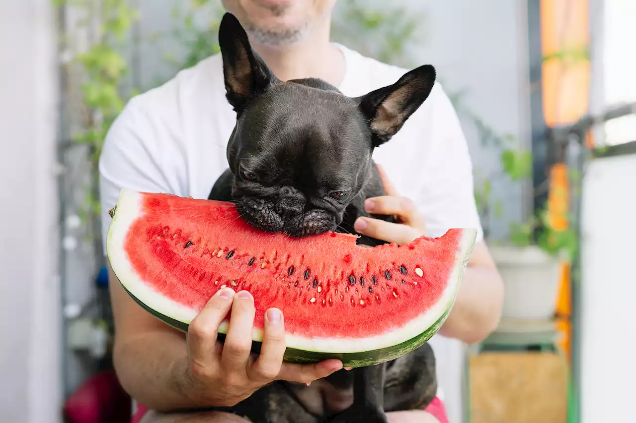 Vegan dog diet could save you massive vet bills: study