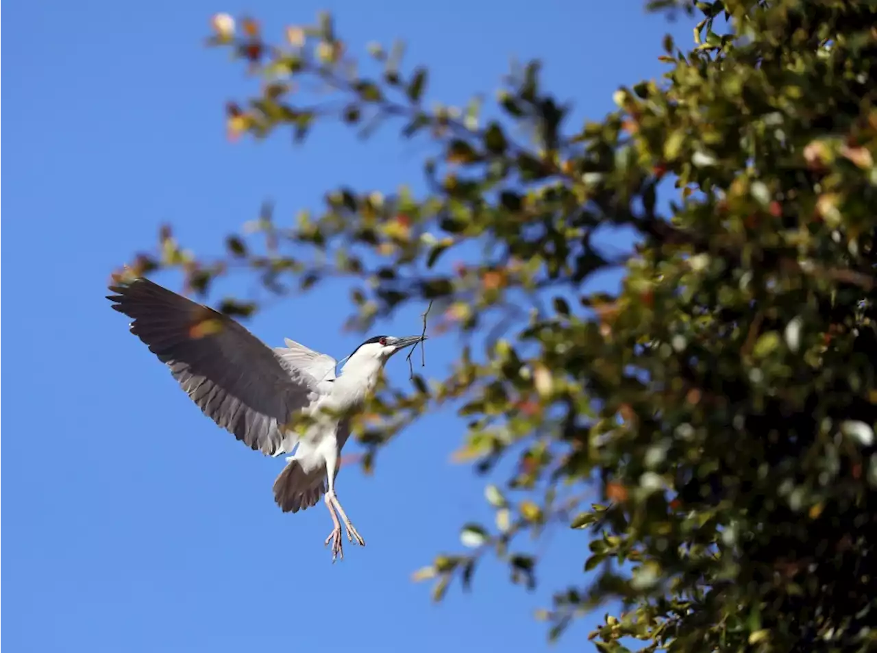 Oakland Zoo’s Heron Rescue Team on the lookout for fallen birds