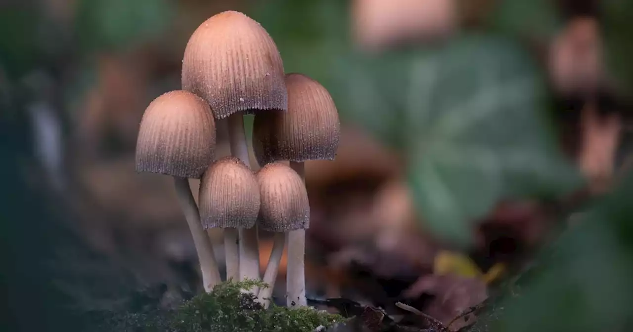 New Study Finds That Magic Mushrooms Can Help Treat Depression