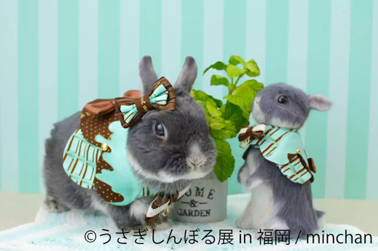 「うさぎしんぼる展 2022 in 福岡」開催、新作グッズも登場…4月23日～5月15日 | 動物のリアルを伝えるWebメディア「REANIMAL」