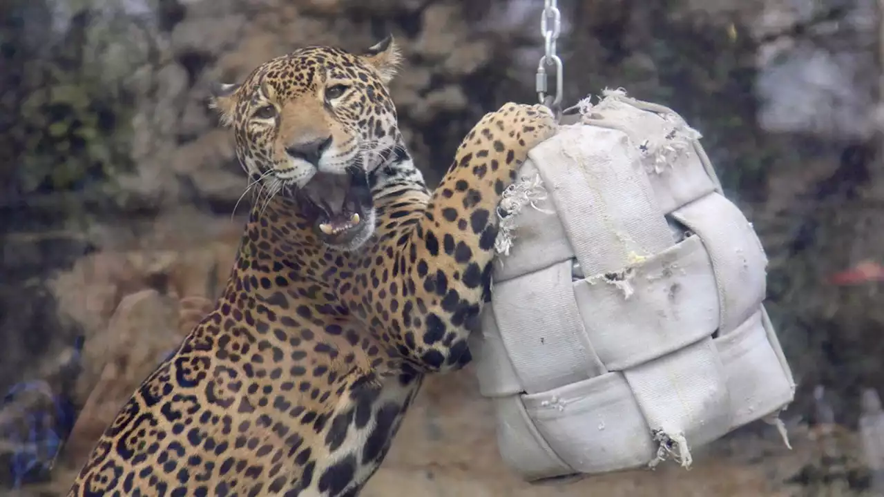 San Antonio Zoo welcomes two-year-old jaguar as part of breeding program