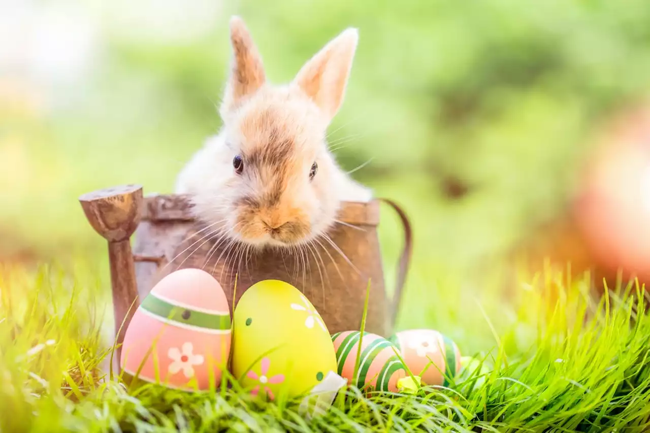 What To Tell Your Kids When They Ask Where The Easter Bunny Lives