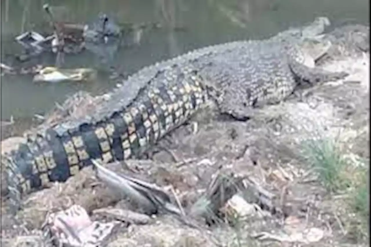 Mengerikan! Puluhan Buaya Ganas di Penangkaran Banyuasin Terlepas