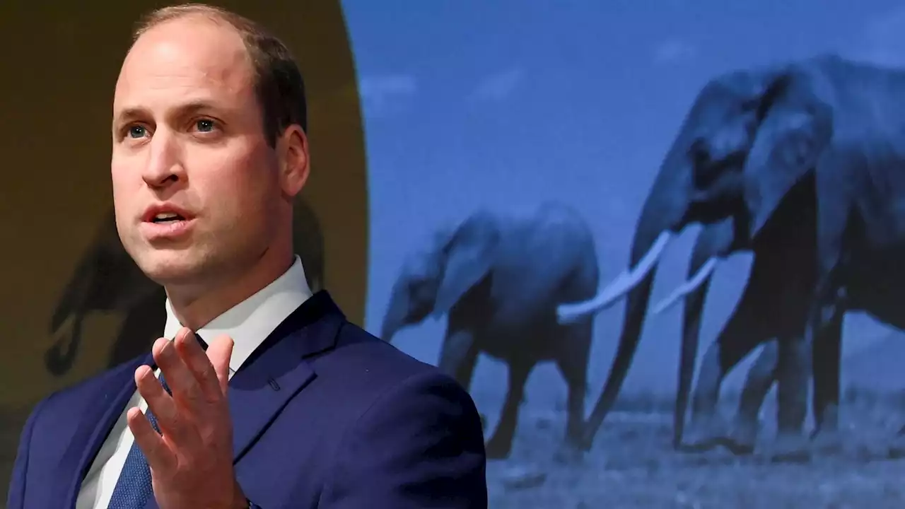 Duke of Cambridge calls himself a 'stubborn optimist' on environmental challenges