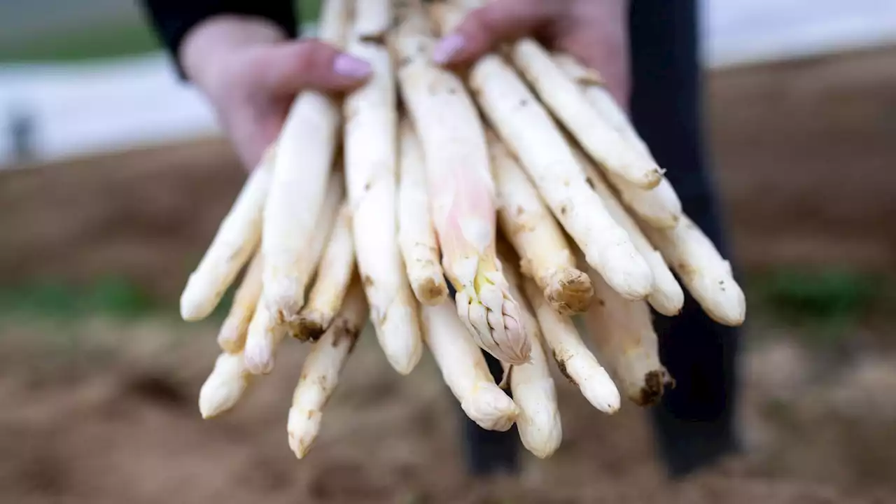 Deutscher Spargel wird immer teurer, ein Ende der Preiserhöhungen ist nicht in Sicht – das sind die Gründe