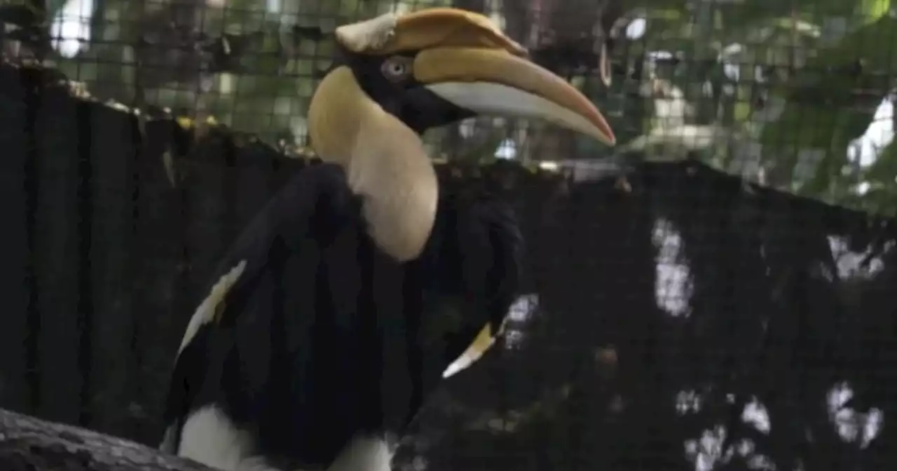 Scientists create prosthetic for vulnerable bird with 3D printers