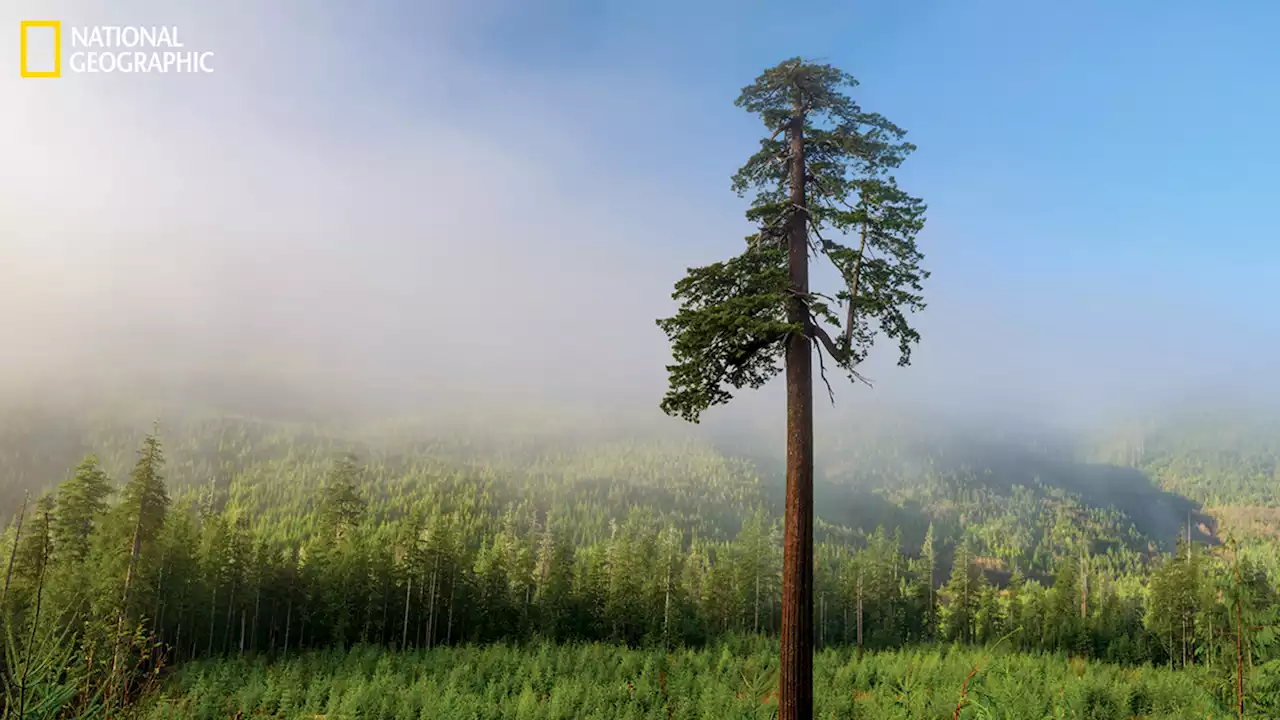 Earth's forest cover could drop by half by 2100; NatGeo explores how humans can protect these trees