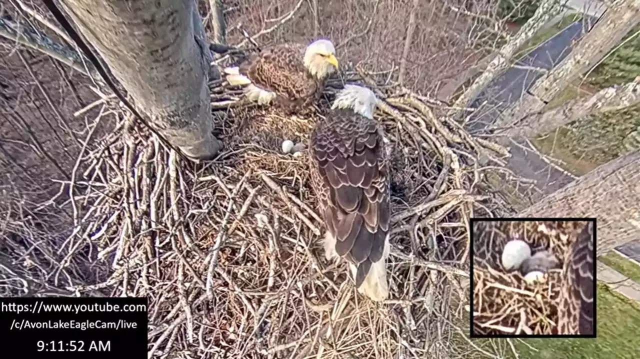 Avon Lake bald eagles welcome first baby of the season; two eggs still to hatch