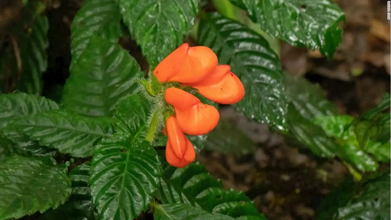 A blazing orange wildflower thought to be extinct for 36 years was rediscovered