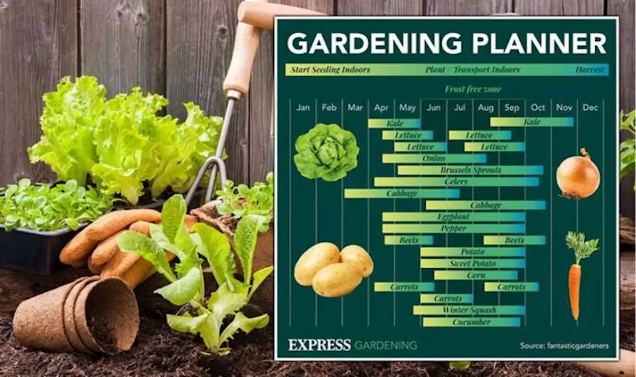 Gardening calendar: The best time to sow, plant and harvest your home-grown vegetables