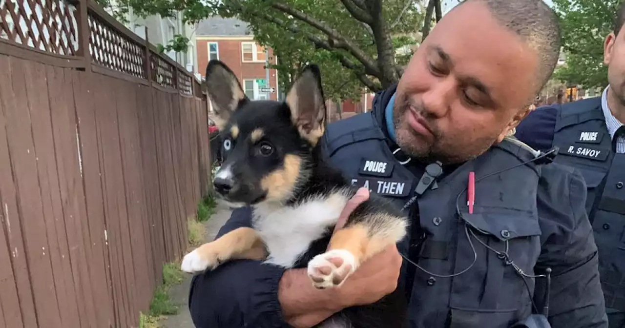 One puppy rescued after pair of armed dognappings in DC