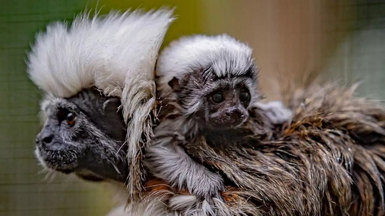 Tiny, rare monkey born at Chester Zoo