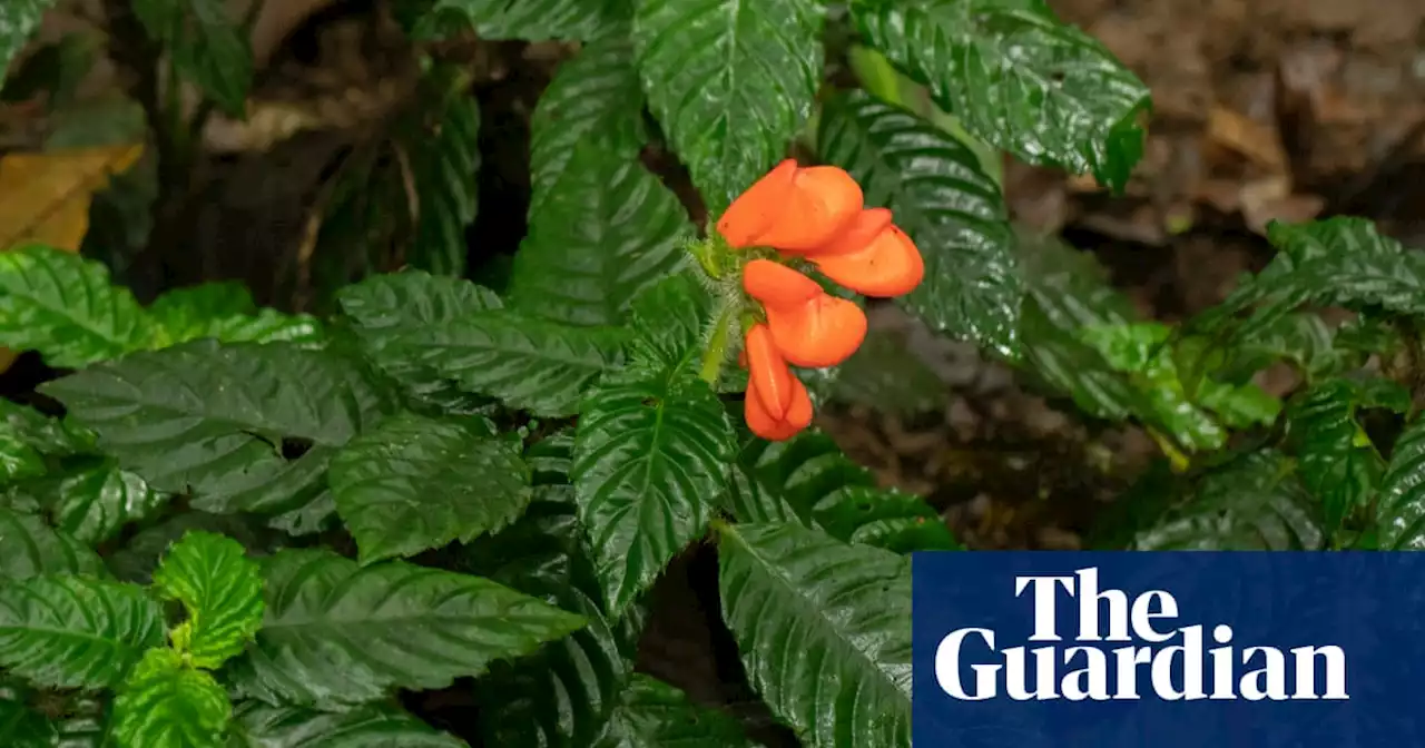 Wildflower believed to be extinct for 40 years spotted in Ecuador