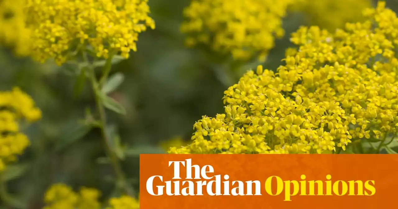 If we can farm metal from plants, what else can we learn from life on Earth? | James Bridle