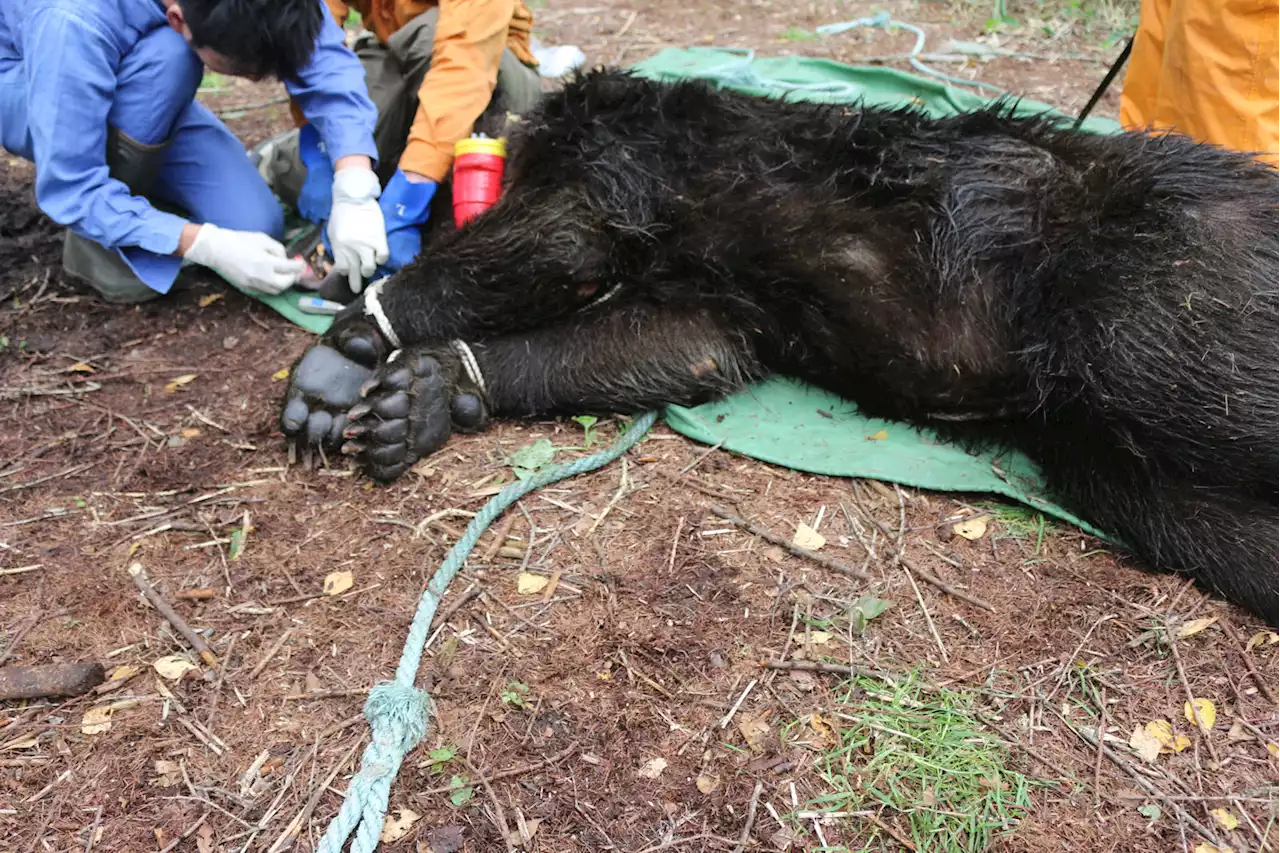 ガラスに掌の跡をベットリつけて家の中を覗くクマがウロウロ…「事故の山になるぞ」“獣の眼を持つハンター”の警告 - トピックス｜Infoseekニュース