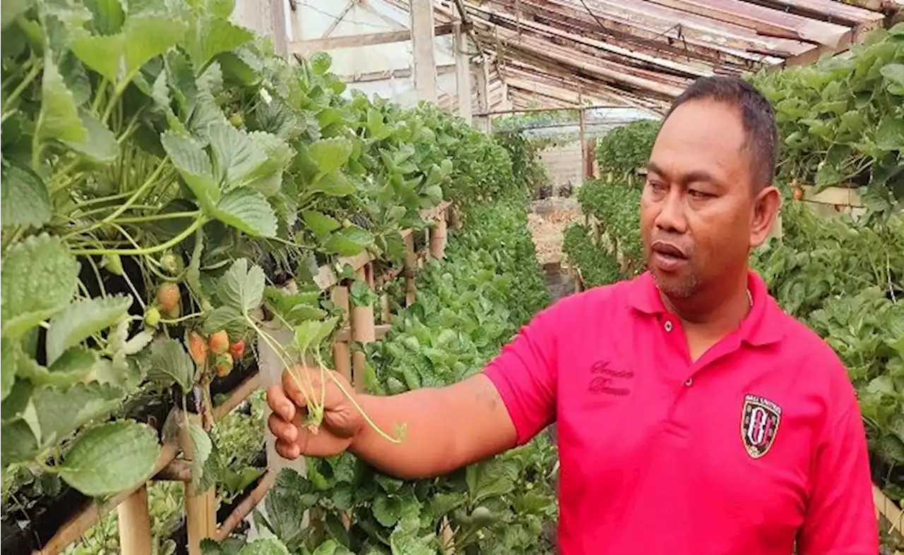 Melihat Aktivitas Pelaku Agrowisata di Pancasari, Buleleng Bali