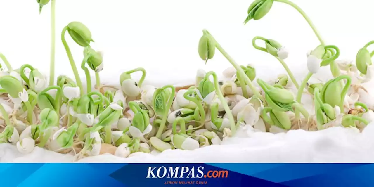 Cara Menanam Kacang Hijau di Kapas agar Cepat Tumbuh