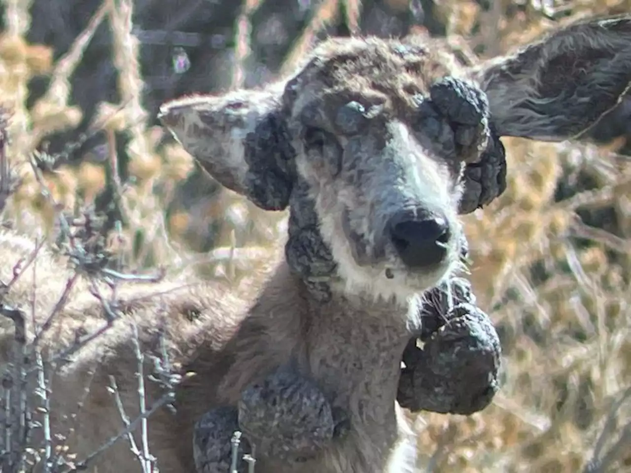 Deer with skin condition concerns Colorado residents; this is what’s going on