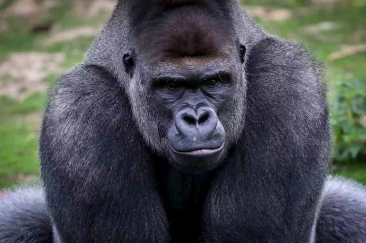 Un gorille tue un petit singe à Pairi Daiza, devant des visiteurs médusés