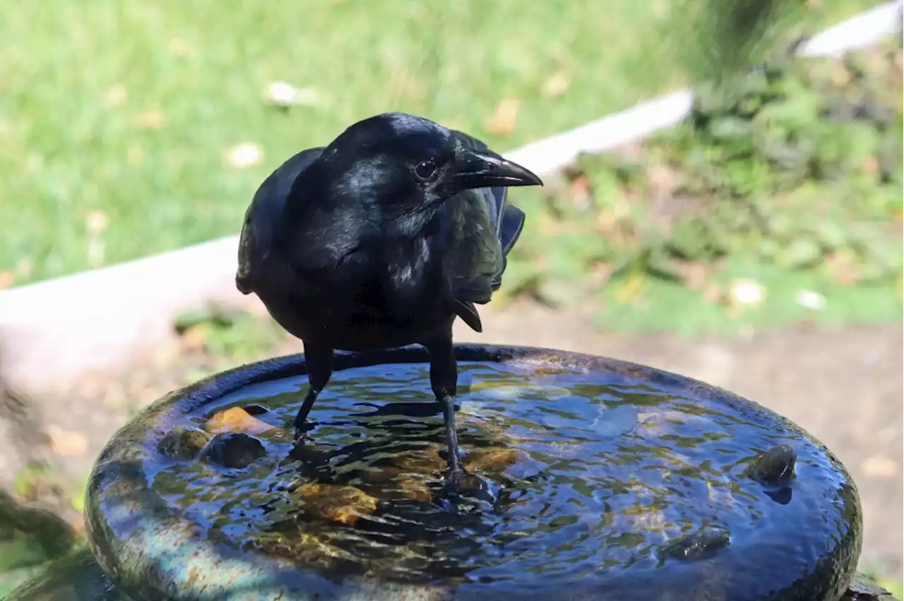 Crow’s intrusion on a San Jose birdbath disgusts owner