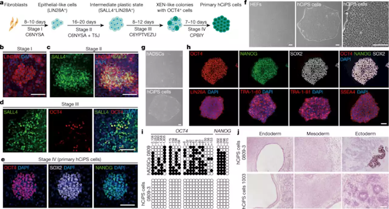 Chemical reprogramming of human somatic cells to pluripotent stem cells - Nature