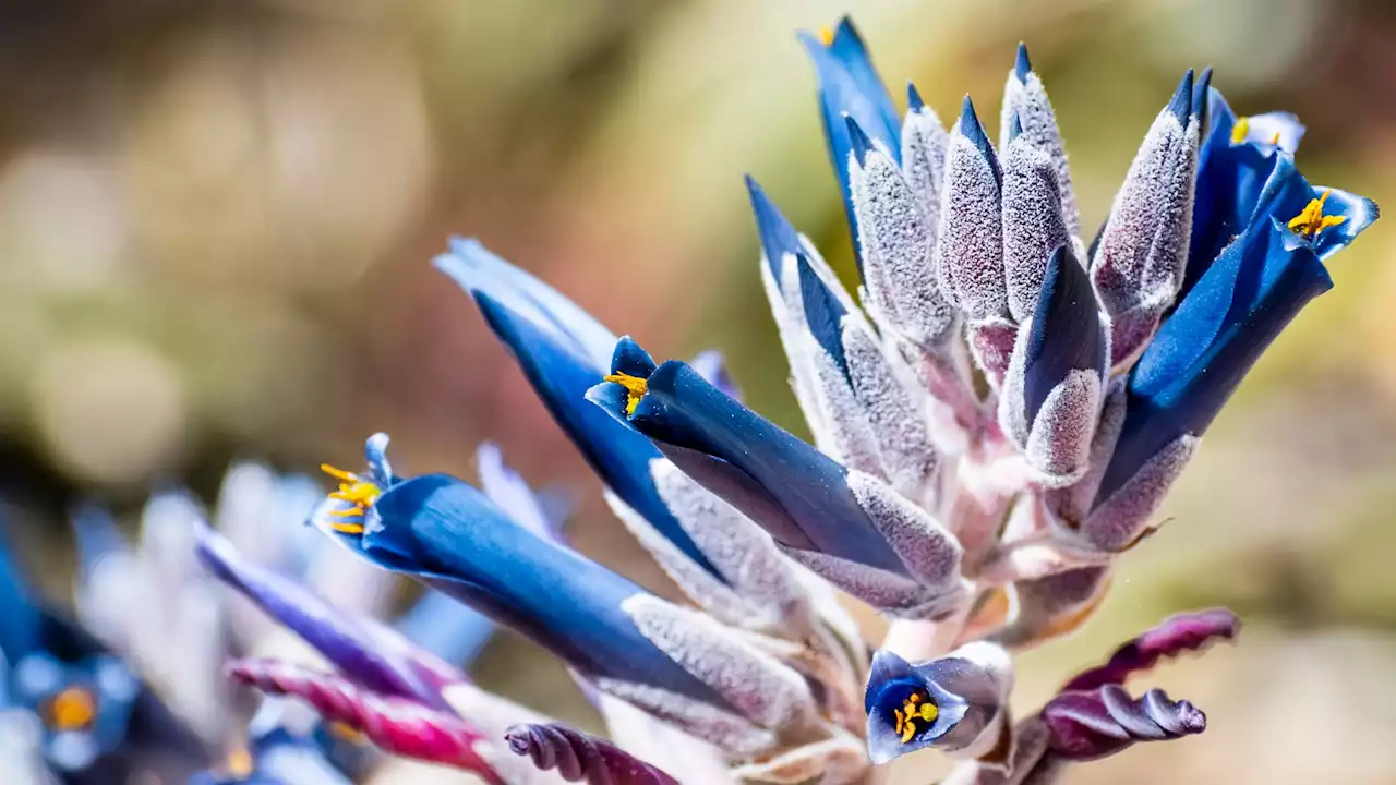 Blue-Hued Plants Are Wowing in San Marino