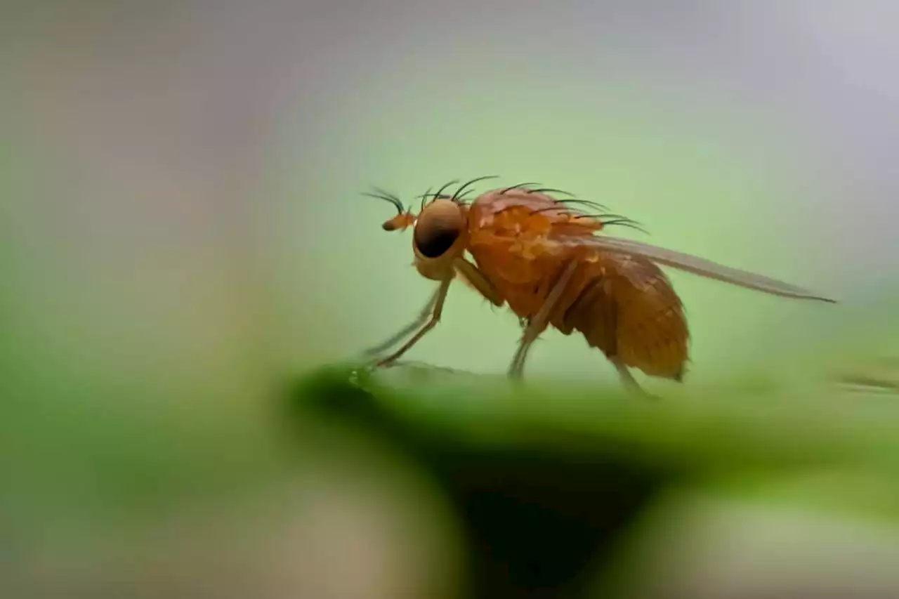 Releasing sterile male fruit flies in fields cuts crop damage by 90%