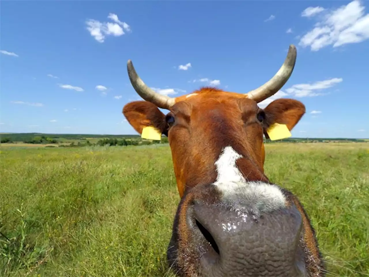 Cow farts are an even bigger problem than we thought