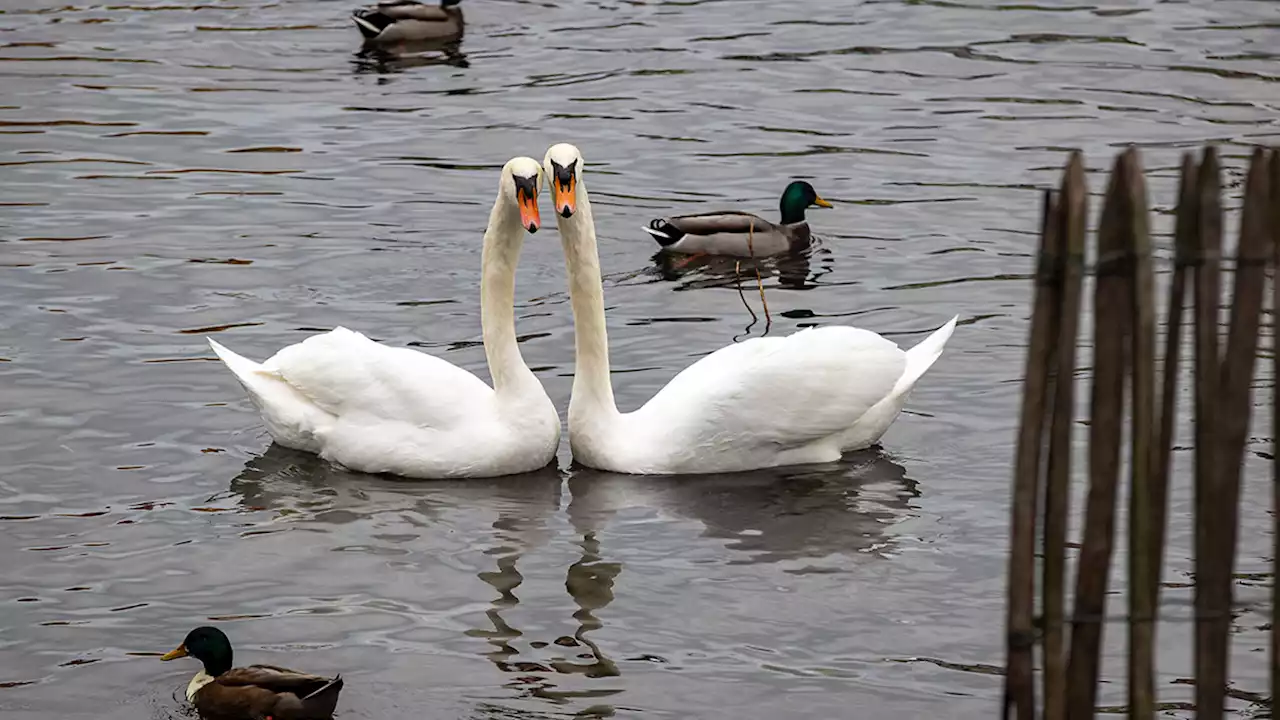 Voici pourquoi il très dangereux de donner du pain aux canards dans les étangs