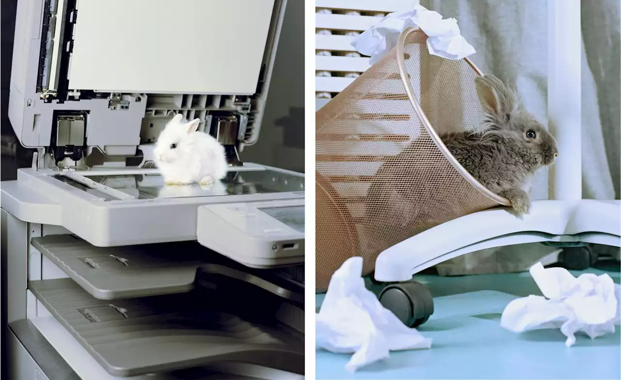 Hopping mad: fluffy bunnies meet office politics in Nicolas Haeni’s new photo series