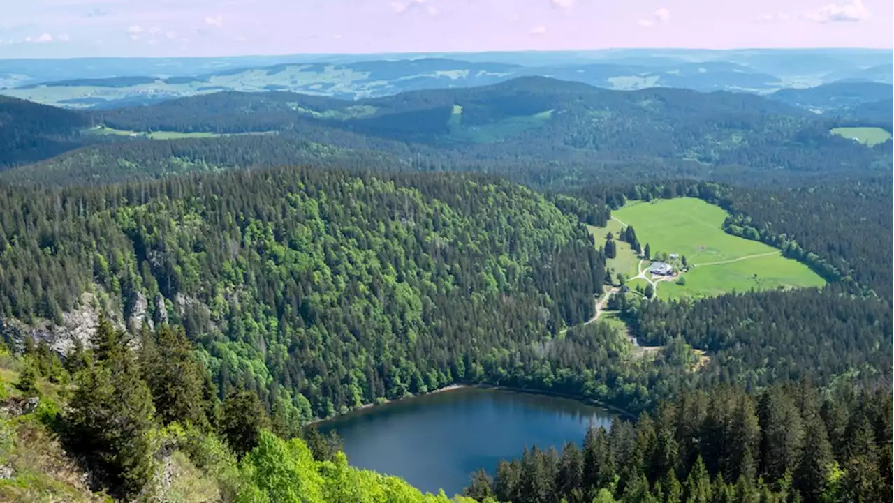 Bio-Musterregion: Naturpark im Schwarzwald hat ambitionierte Nachhaltigkeits-Pläne