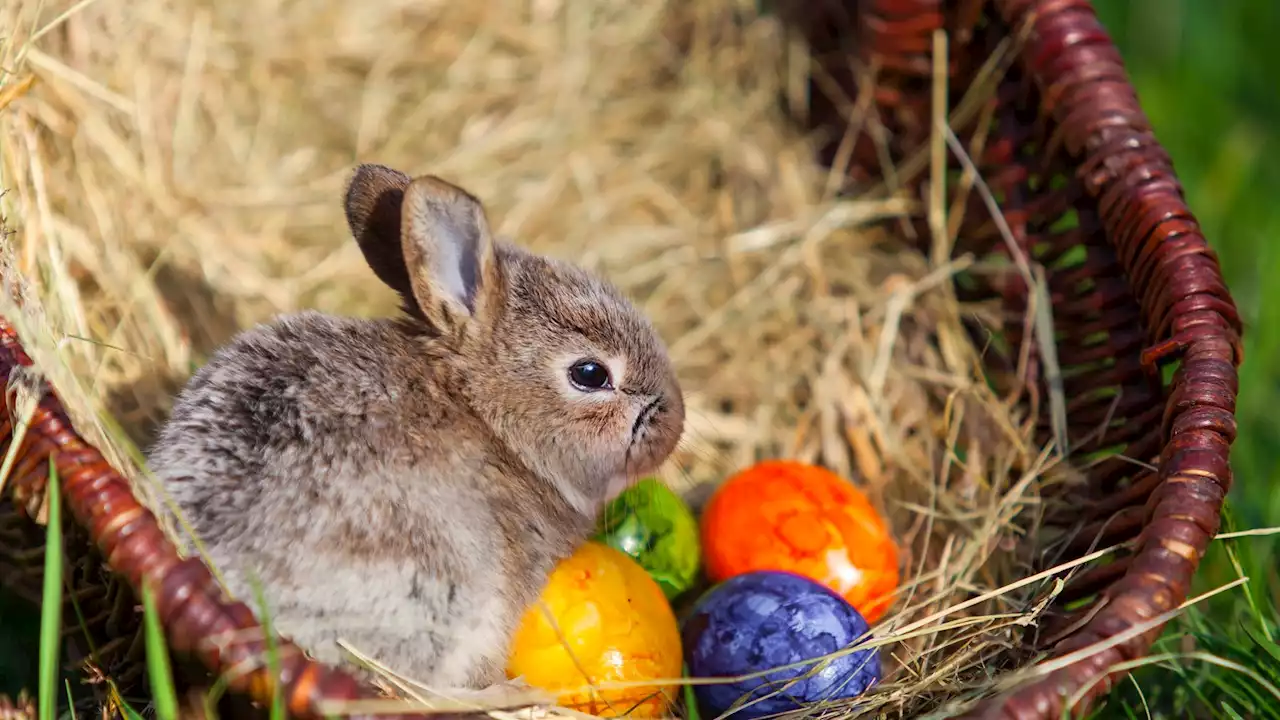 Hase, Eier, Feuer: Was hat das eigentlich mit Ostern zu tun?