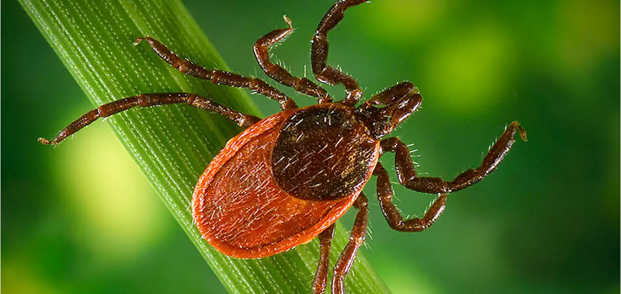 Tick Spraying May Not Guard Against Lyme Disease