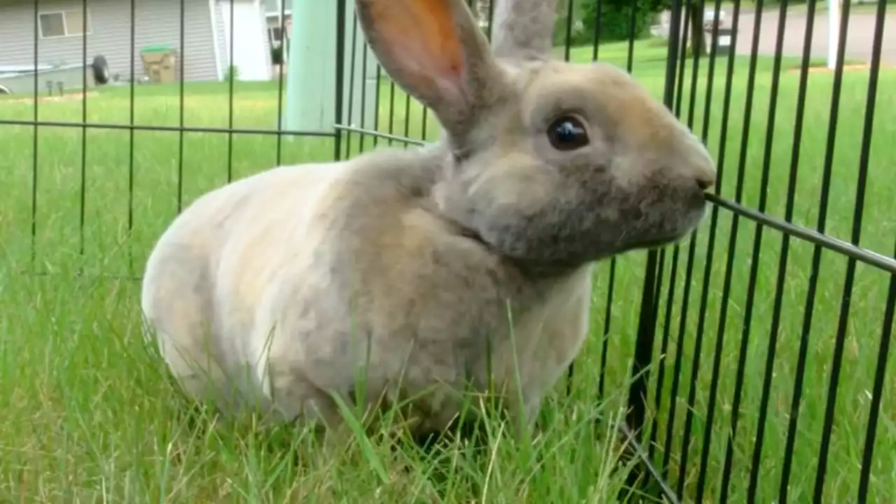 Animal rescue advocates warn not to buy live bunnies for Easter: 'They're not gifts, they're pets'